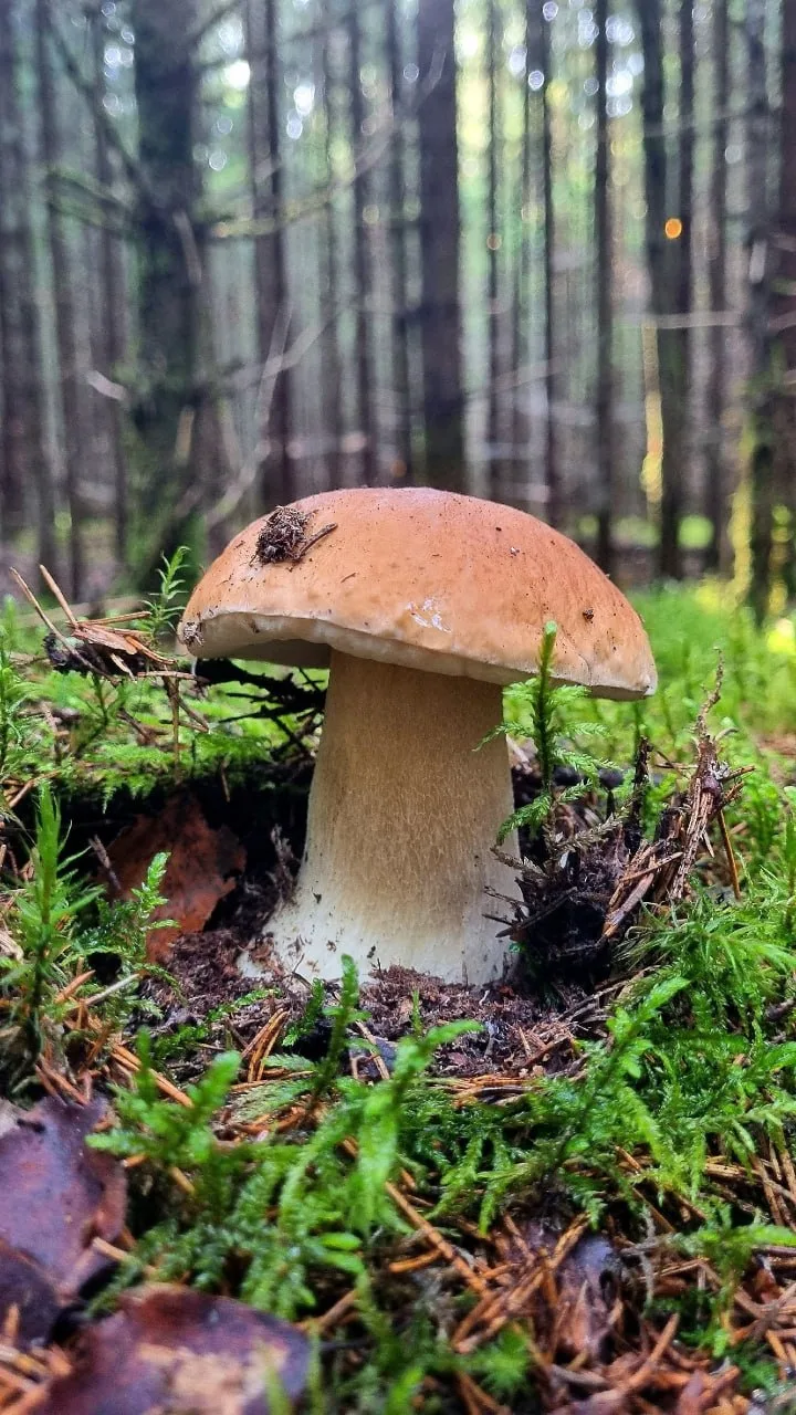 Белые грибы 🍄 Всеволожск