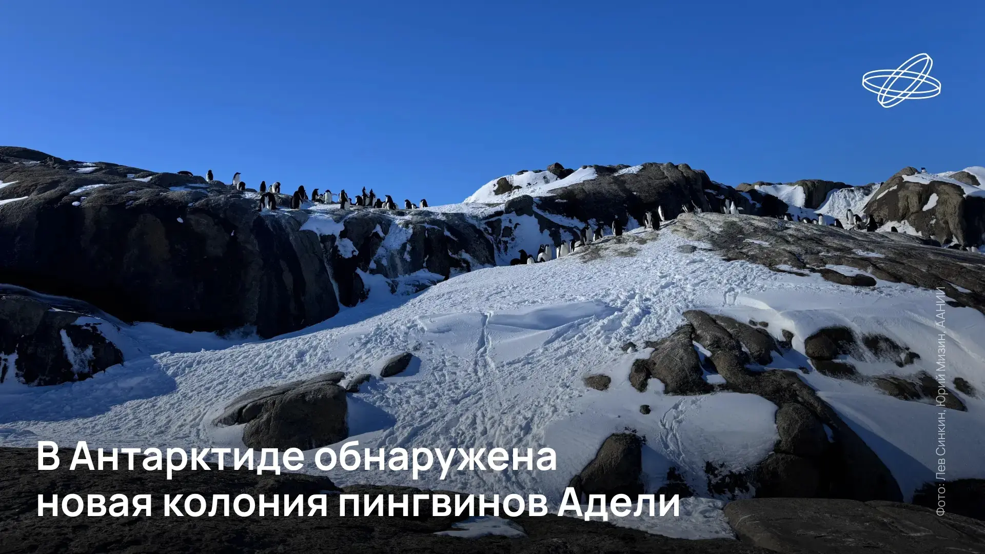 Примерно 500 пингвинов Адели (Pygoscelis adeliae) и лежбище тюленей Уэддела (Leptonycho...