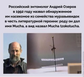 Муха по полю пошла. Как мы себя веселим в рабочих процессах