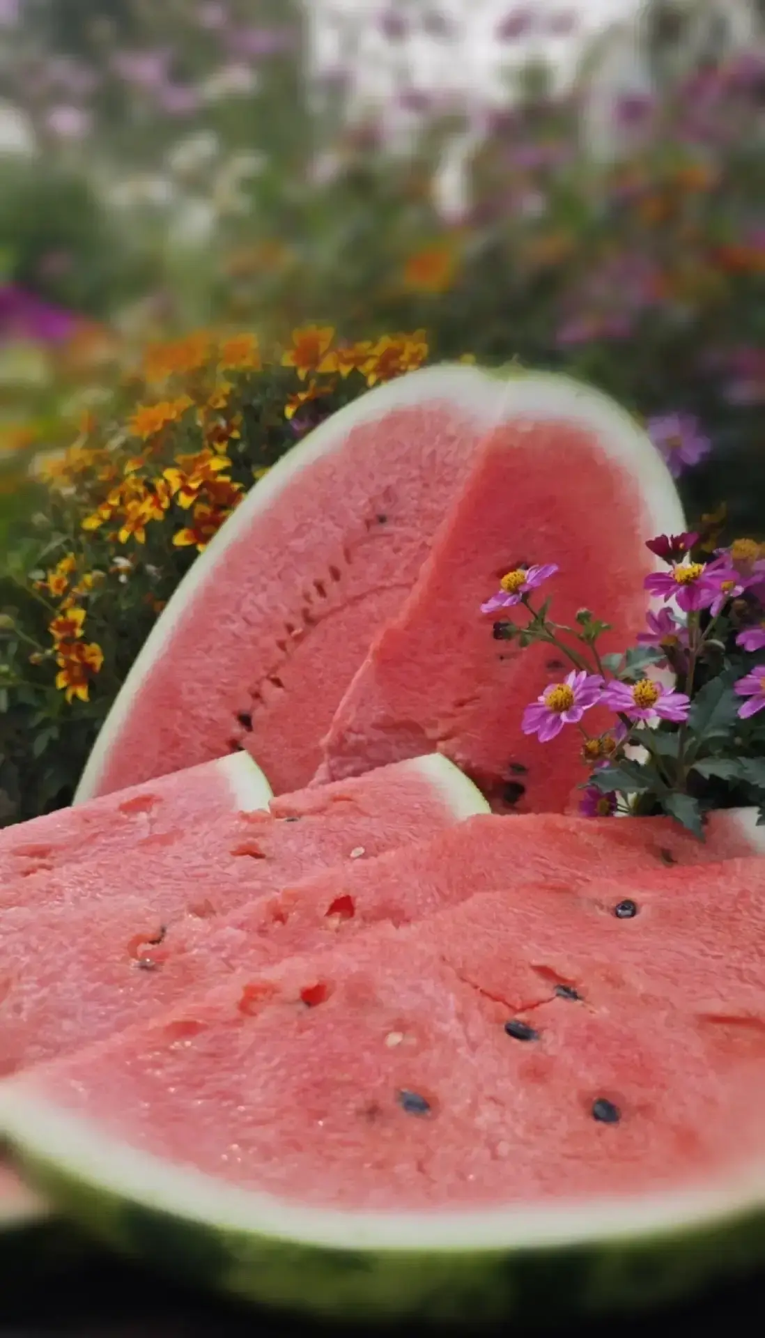 Югорчанка вырастила почти 20-ти килограммовый арбуз 🍉