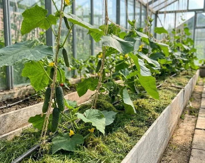 🥒 Хотите, чтобы огурцы плодоносили дольше? Попробуйте зеленую мульчу.

В конце июля, когда стоит жа