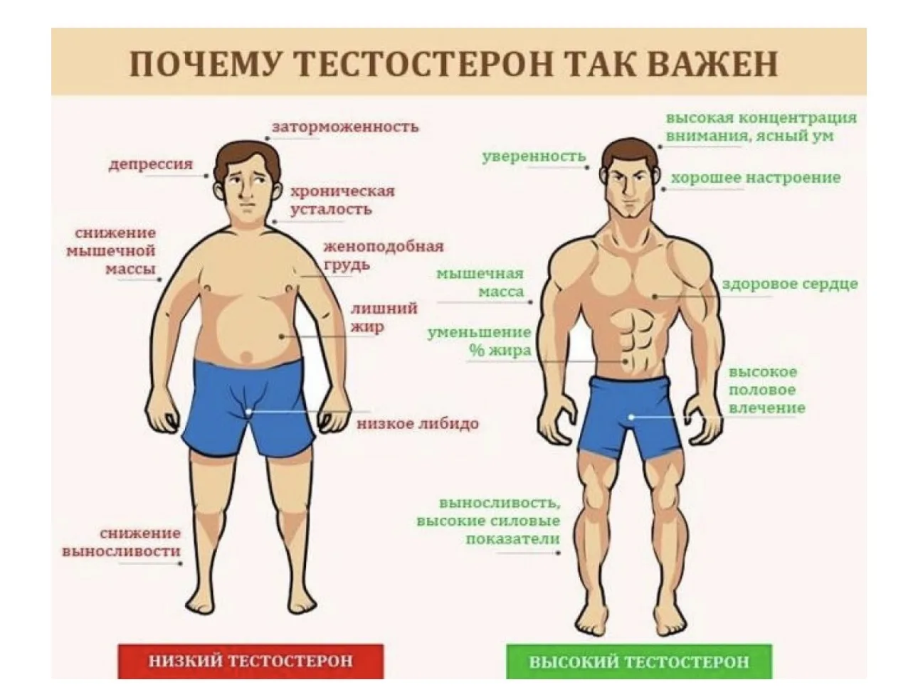 Так выглядит мужчина с дефицитом тестостерона…  Здоровье | гормоны | пептиды  |  згт  👉 Подписаться