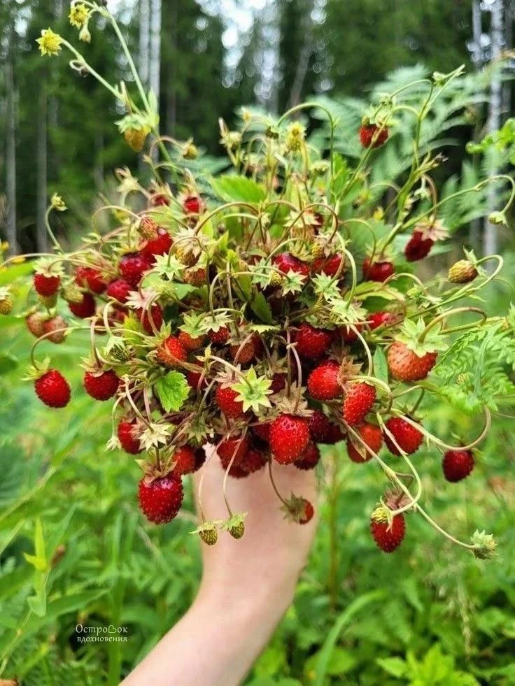 ☀️🍃🕊 С добрым утром, дорогие!

     Пусть Господь благословит вас в наступающем дне! 

     Пусть 