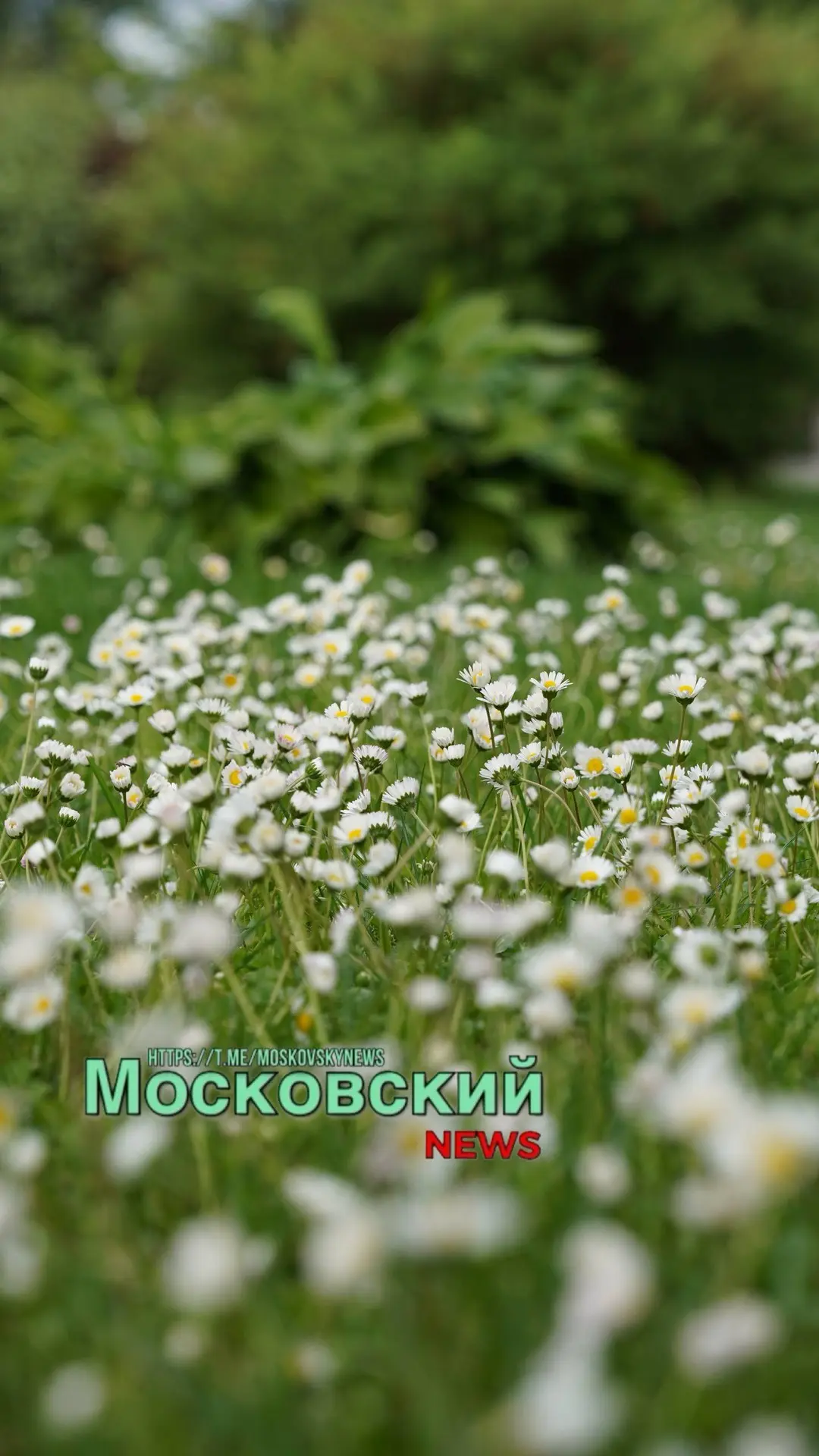 В суете повседневных дел мы часто не замечаем, какая красота находится буквально у нас под ногами.

