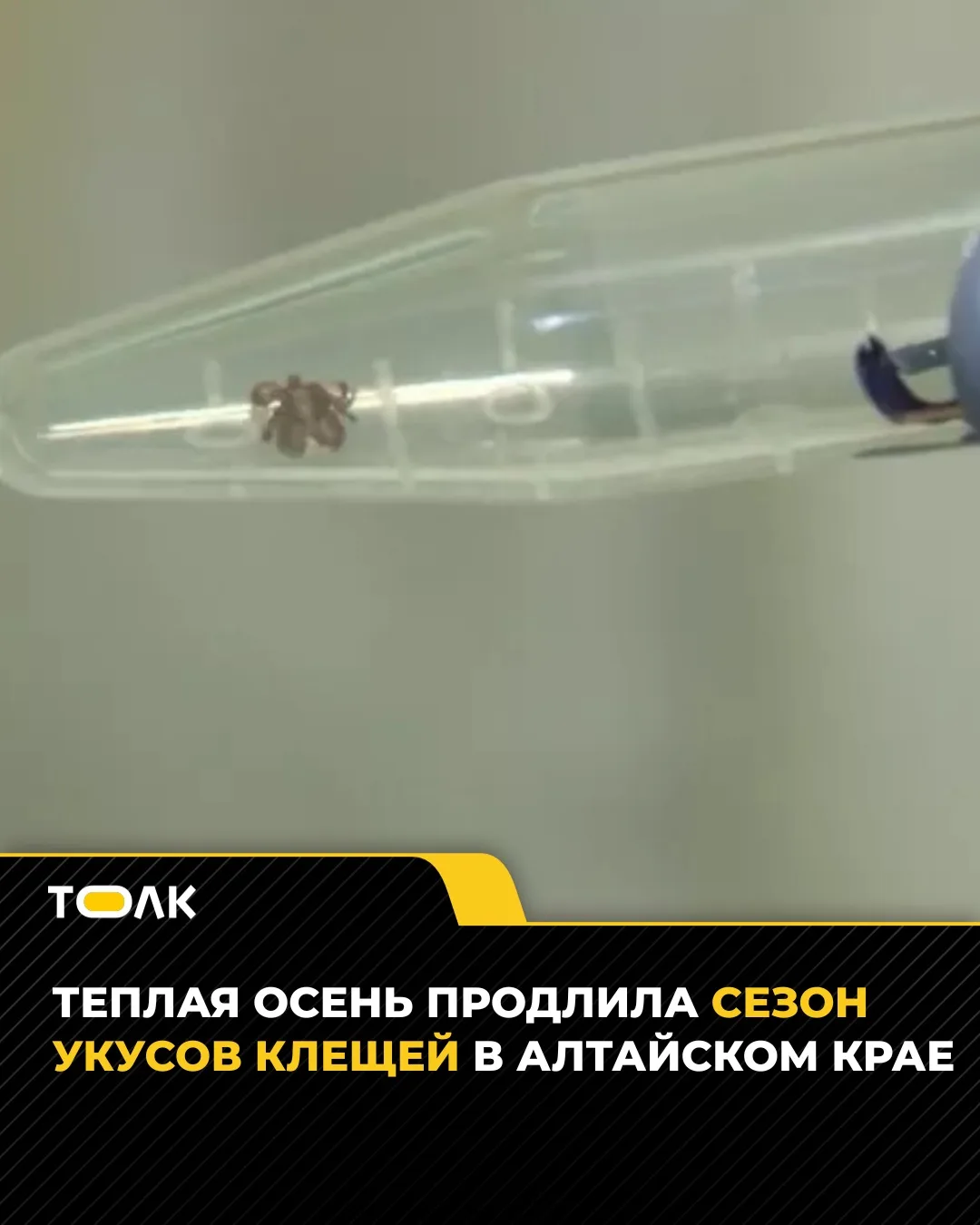 В Алтайском крае на фоне теплого сентября продолжается сезон активности клещей