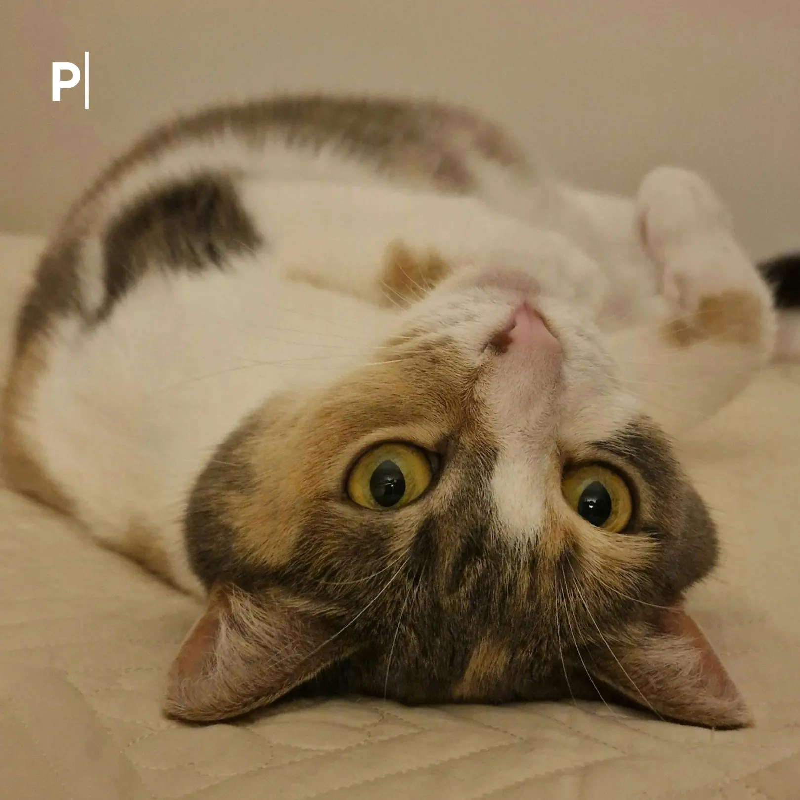 😿22 кота погибли в кипятке в Калининграде.  На улице Генделя в помещении котокафе «Мяу-мяу» ночью пр