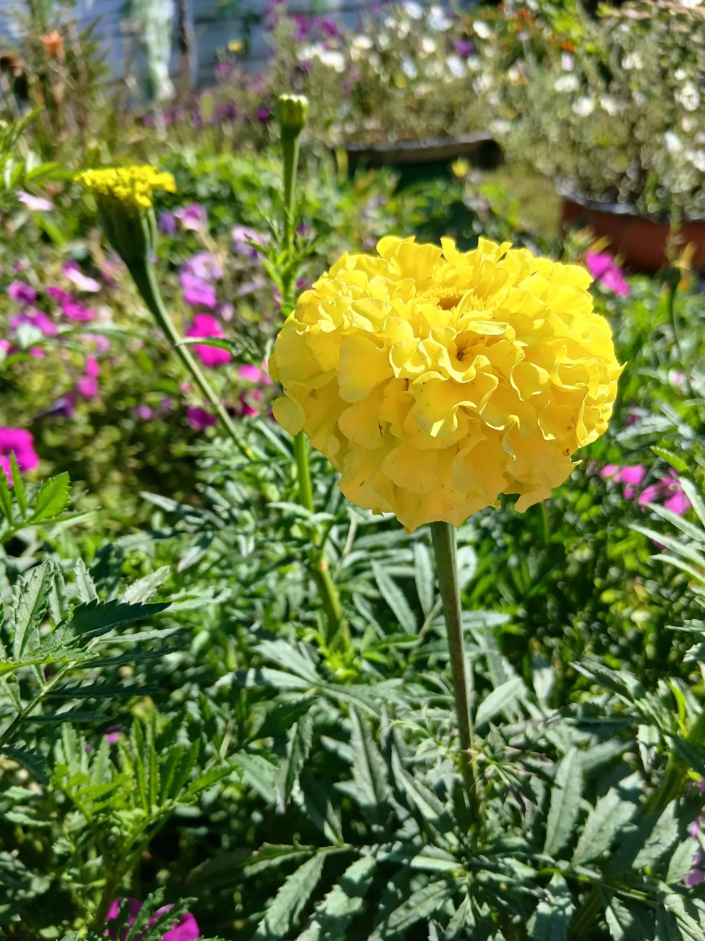 Всем добрейшего понедельника! 🌸