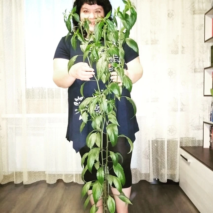 #День дачника от Бадаловой Ольги Энверовны

☝️Чтобы вырастить овощи, фрукты, ягоды, иметь общее дело