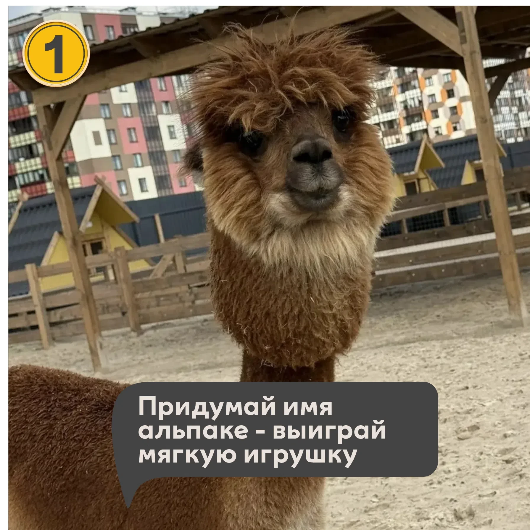 🦙 КОНКУРС: ПРИДУМАЙ ИМЯ АЛЬПАКЕ!