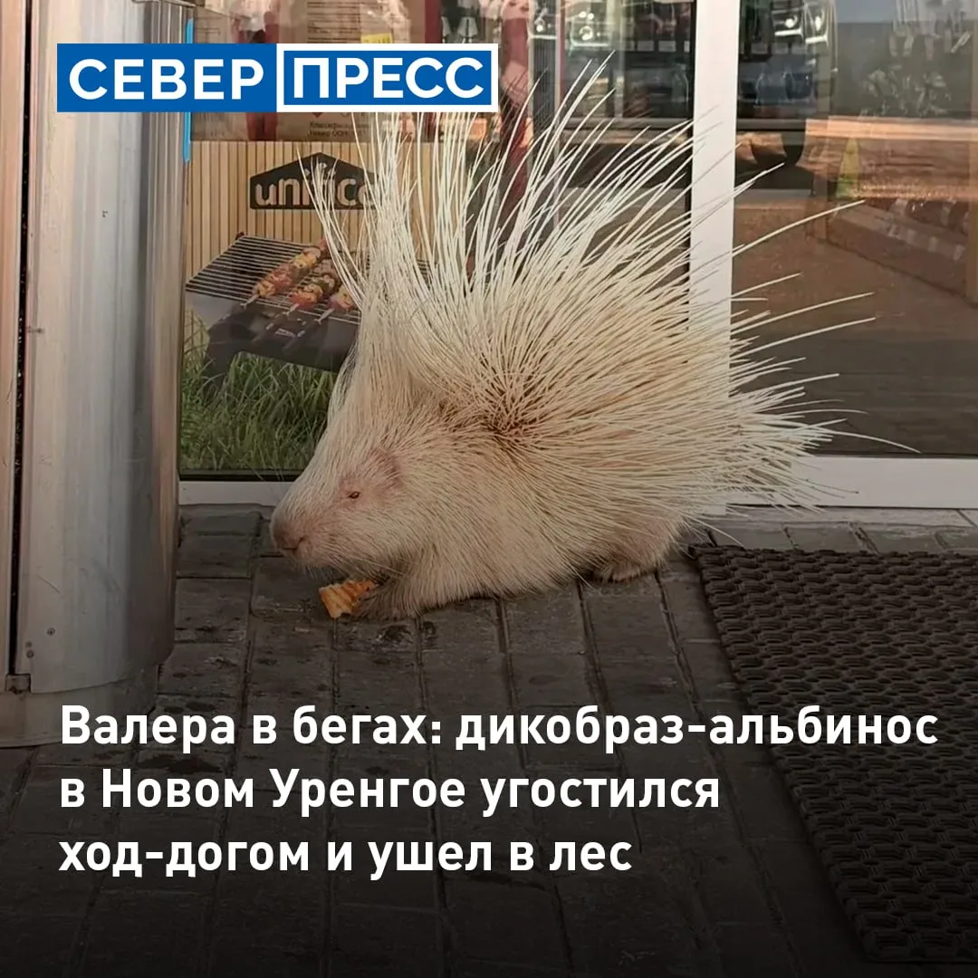 Дикобраз-альбинос заблудился в Новом Уренгое. Животное увидели ямальцы сегодня утром возле заправки.