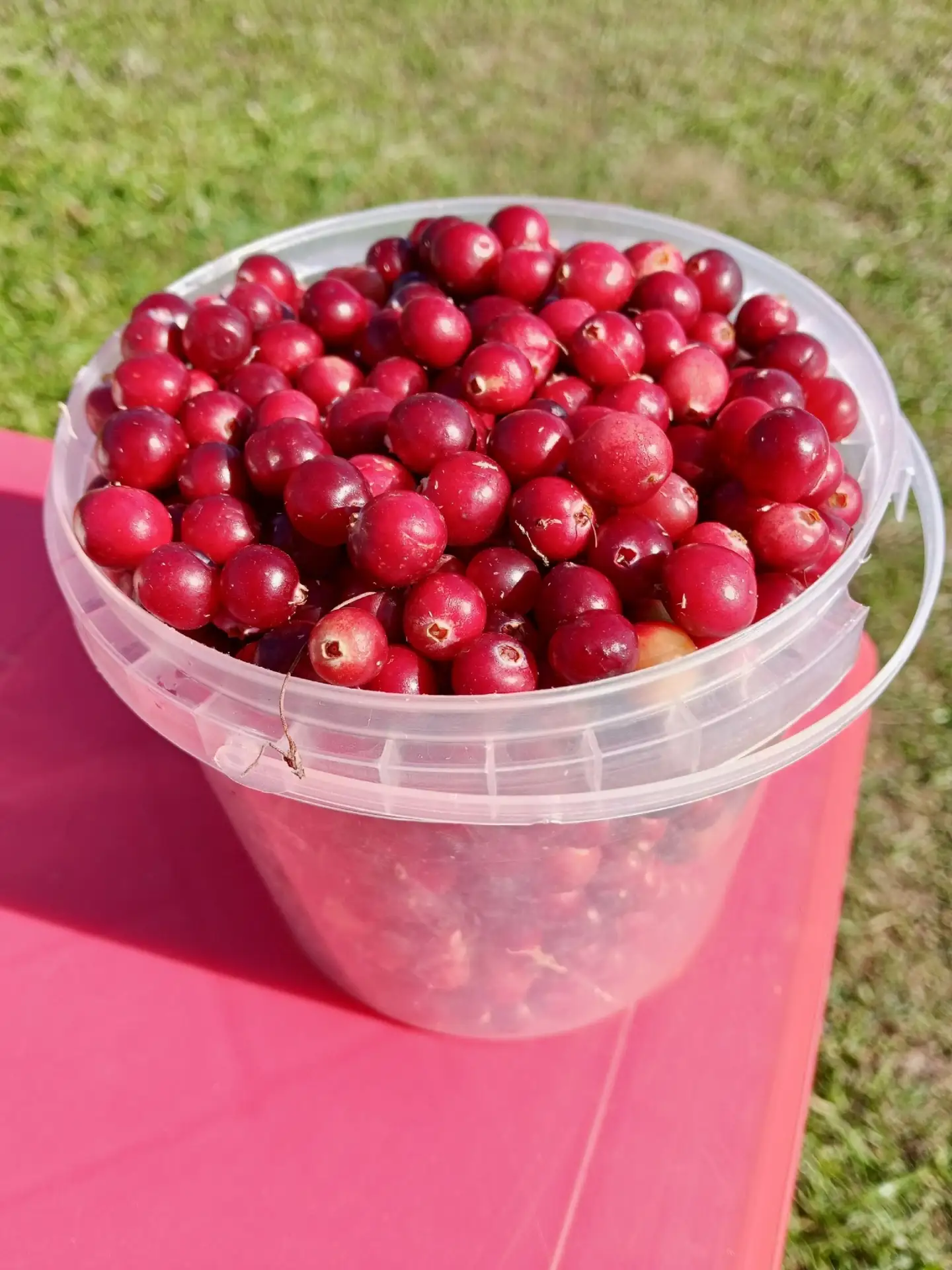 Клюква 🍒