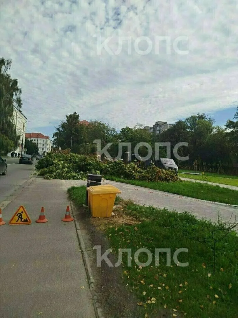 В сквере на Фрунзе спилили 11 деревьев