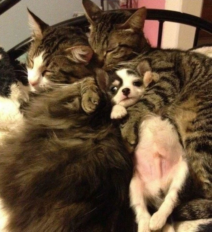 - А я точно кот?
- Кот, кот. Спи давай 
😀😀😀