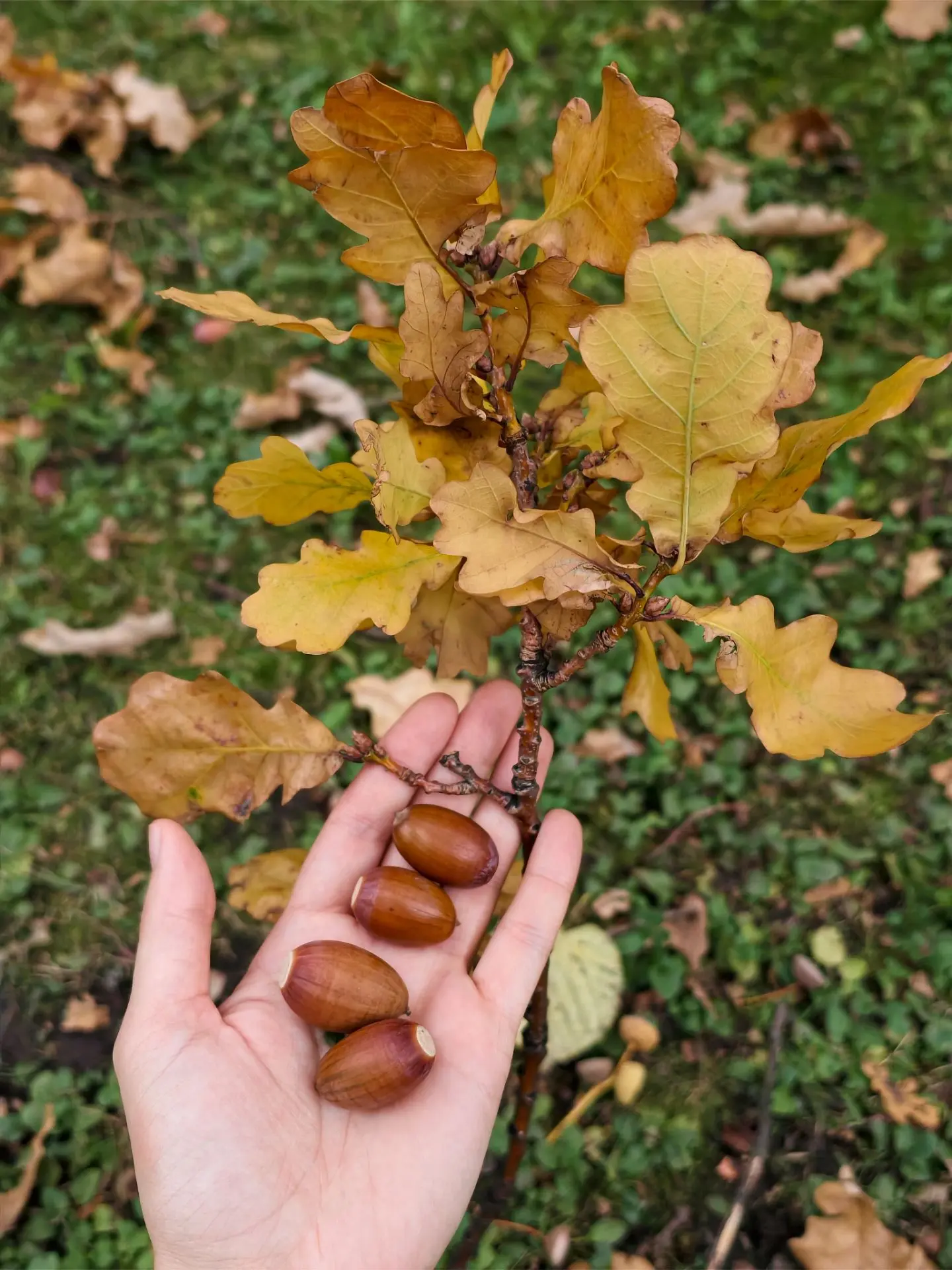 Собрали Дары осени для любимых животных Зоопарка🍂 🥰