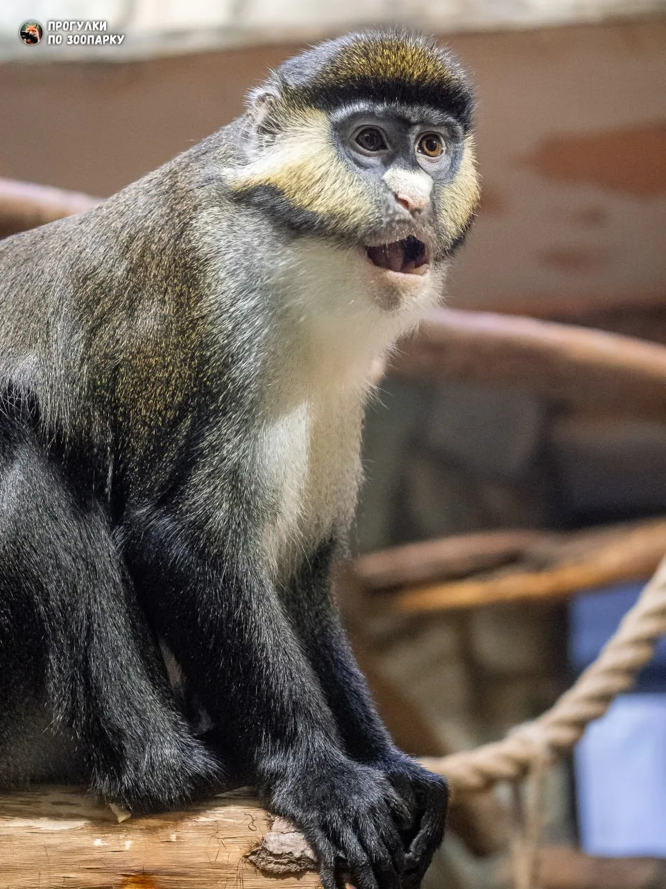Мартышка Шмидта🐒🐾