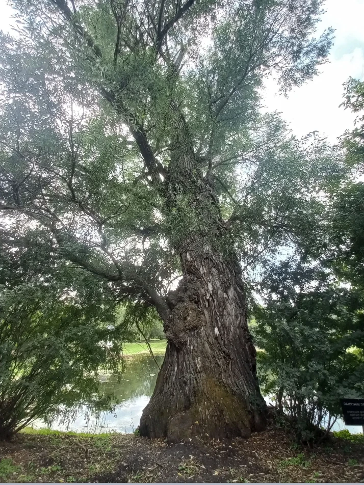 Живые свидетели истории. О чем шумят 250-летние великаны в Аксаково? 🌳   ✨Представьте ...