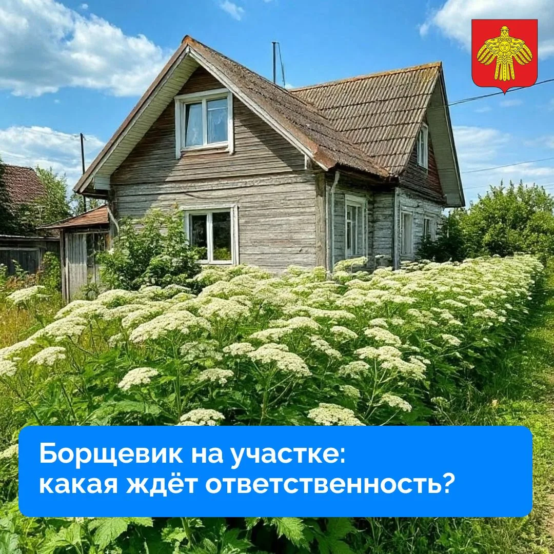🌿 Борщевик на участке: какая ждёт ответственность?

Напомним, с 1 марта 2026 года в России вступили