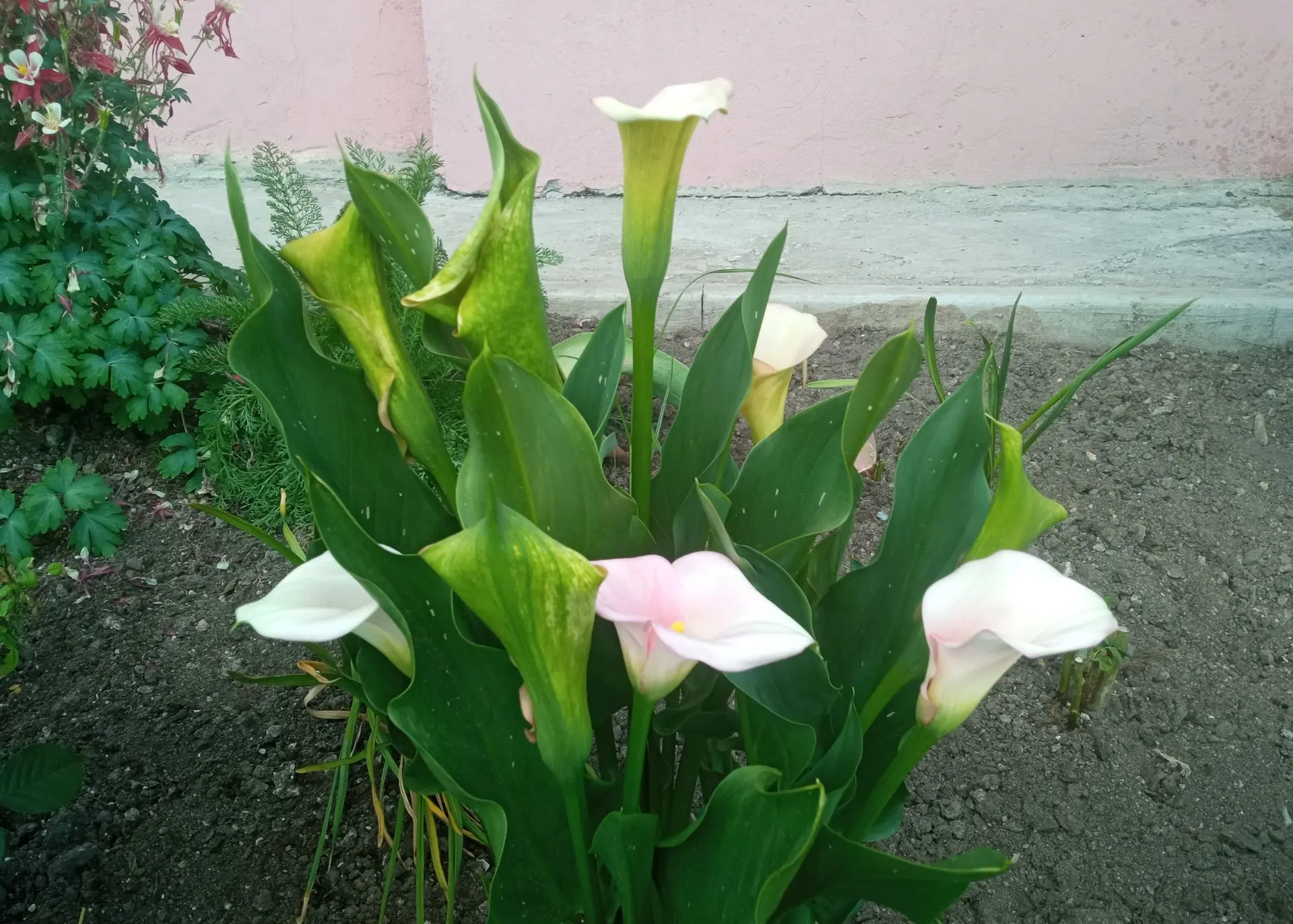 🌸Гуляя сегодня по улице Льва Толстого, мы не могли не остановиться. Наши жильцы превра...
