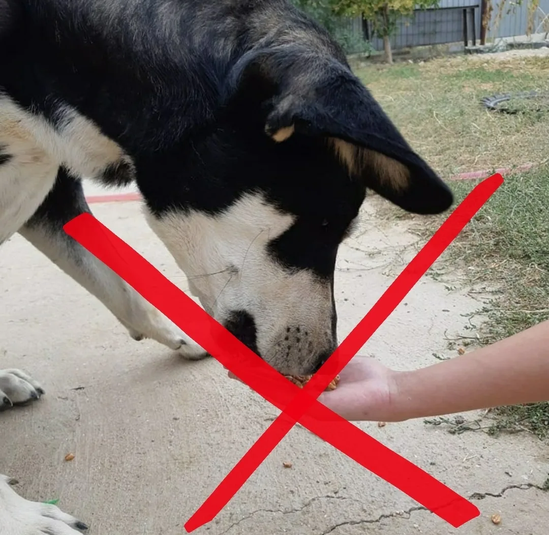 Уважаемые жители Рассветовского с/п!
 
Настоятельно рекомендуем не осуществлять кормление бездомных 