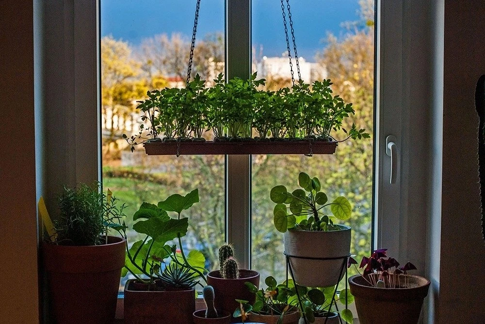 Привет! Очень рада, что вы заглянули 🌿

Меня зовут Лиля, и у меня дома — небольшие джунгли. Подокон