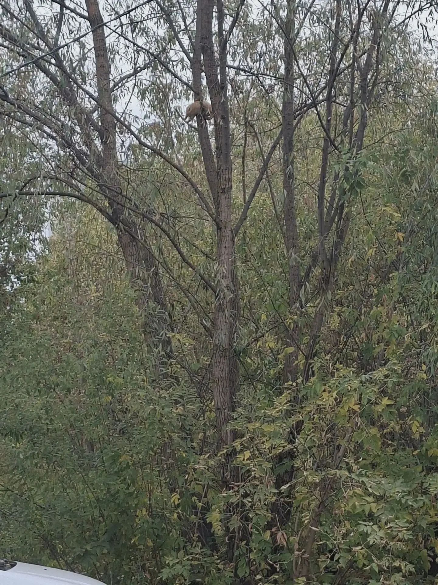 Кошка застряла на дереве у 13-й школы