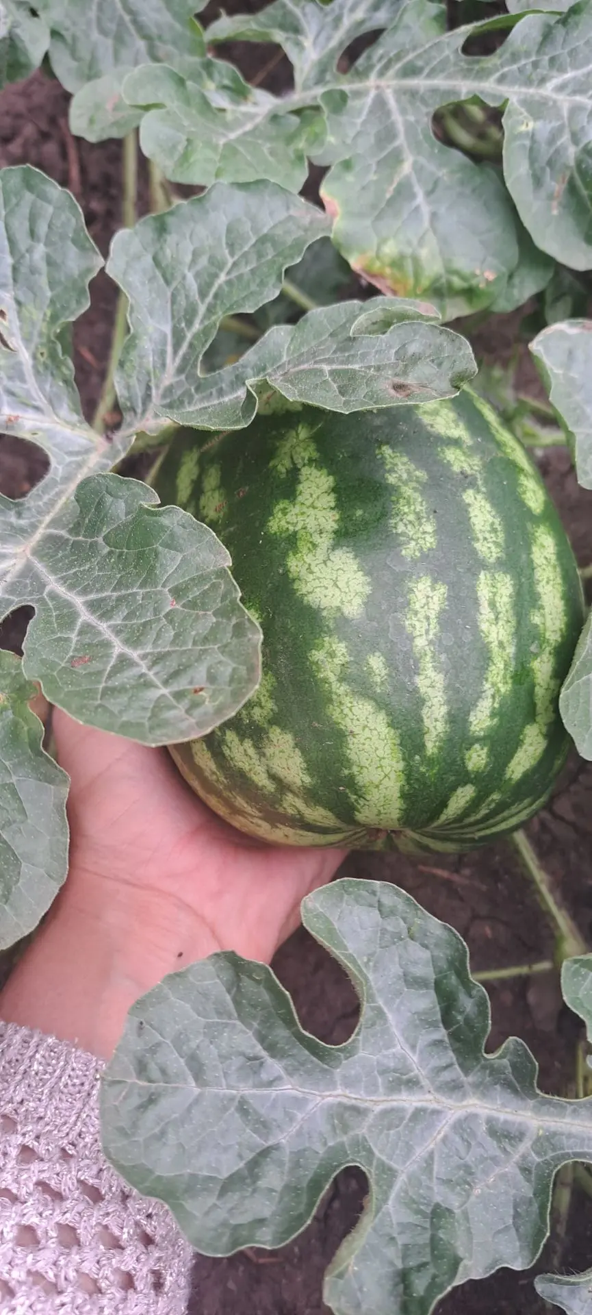 Вот такой красавчик вырос в огороде 🍉😍
