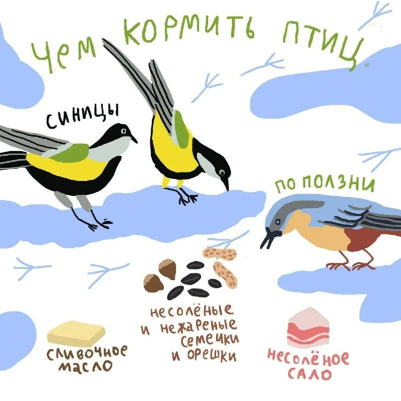 Чем кормить птиц?