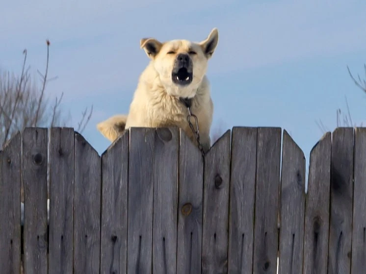 🐶 Собакам официально разрешат рычать