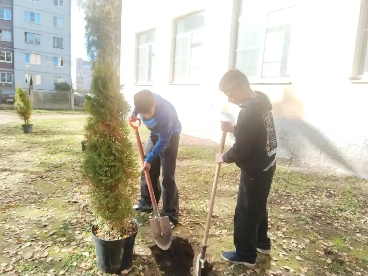 🌲 Наша школа преображается: у фасада появилась аллея туй!
