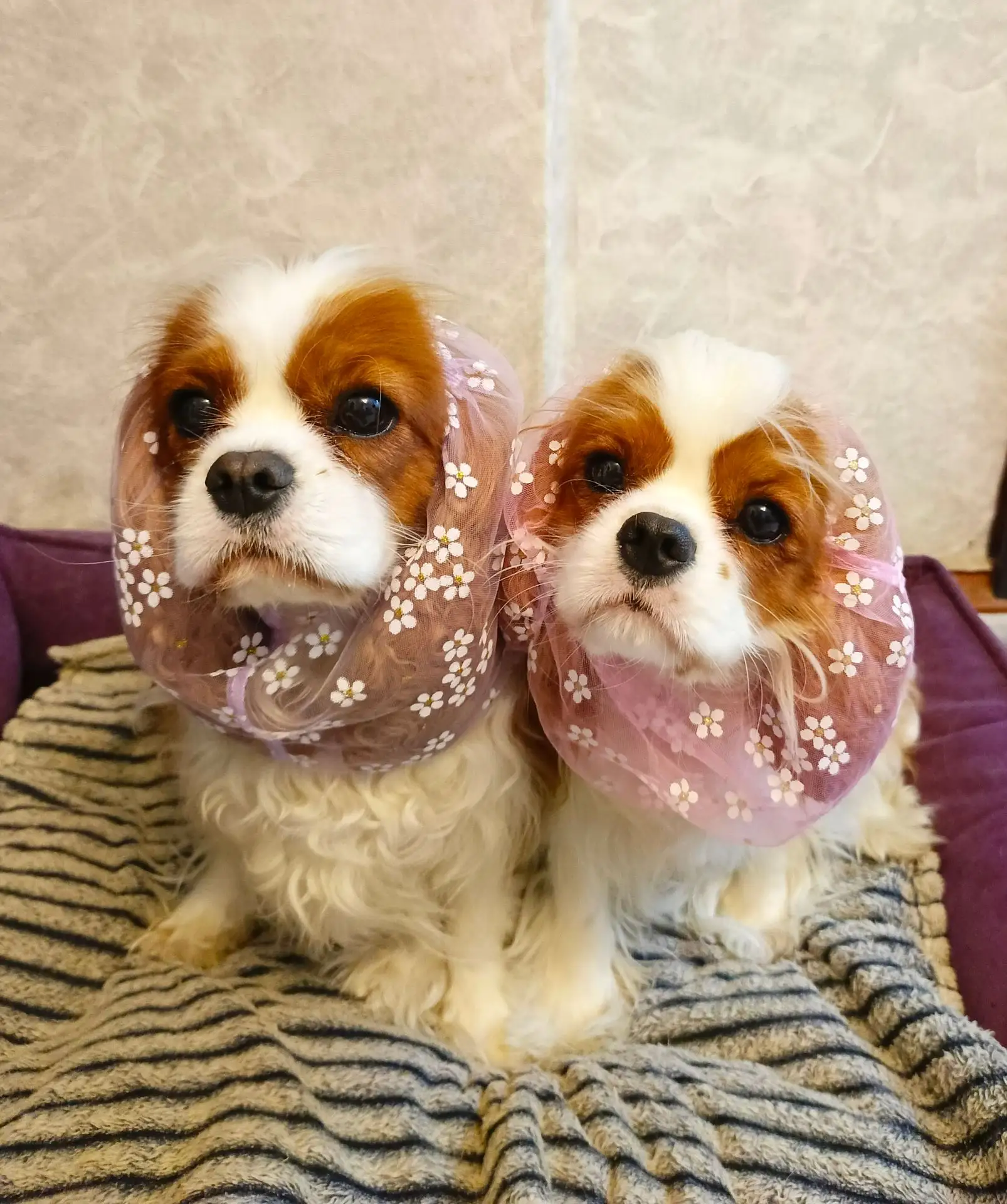 Для сохранения ушек во время еды надеваем шапочки🌼