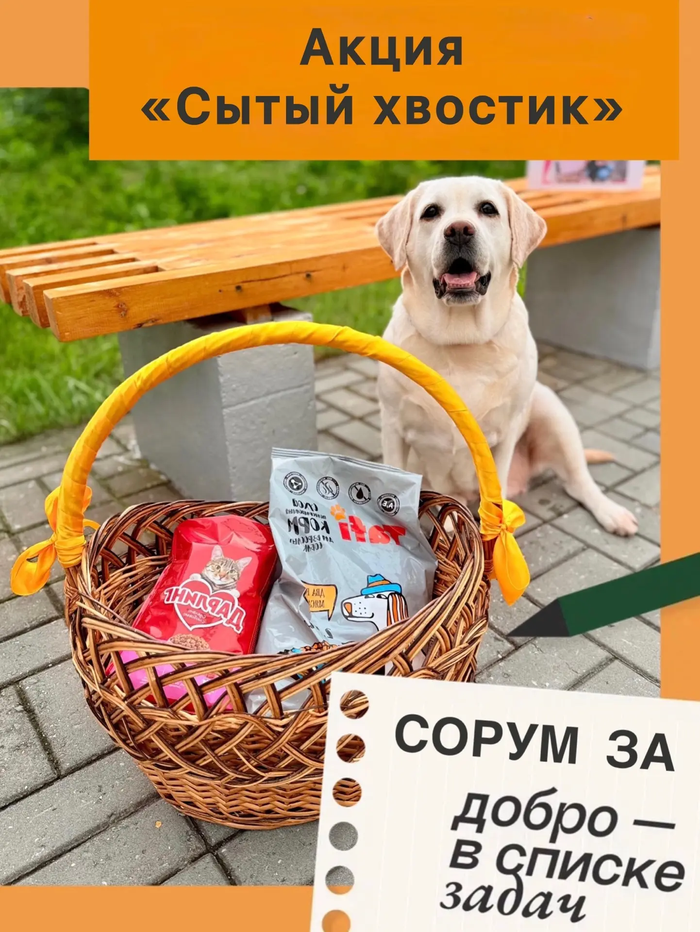 ✅ АКЦИЯ «СЫТЫЙ ХВОСТИК»: Поможем вместе! 🐾