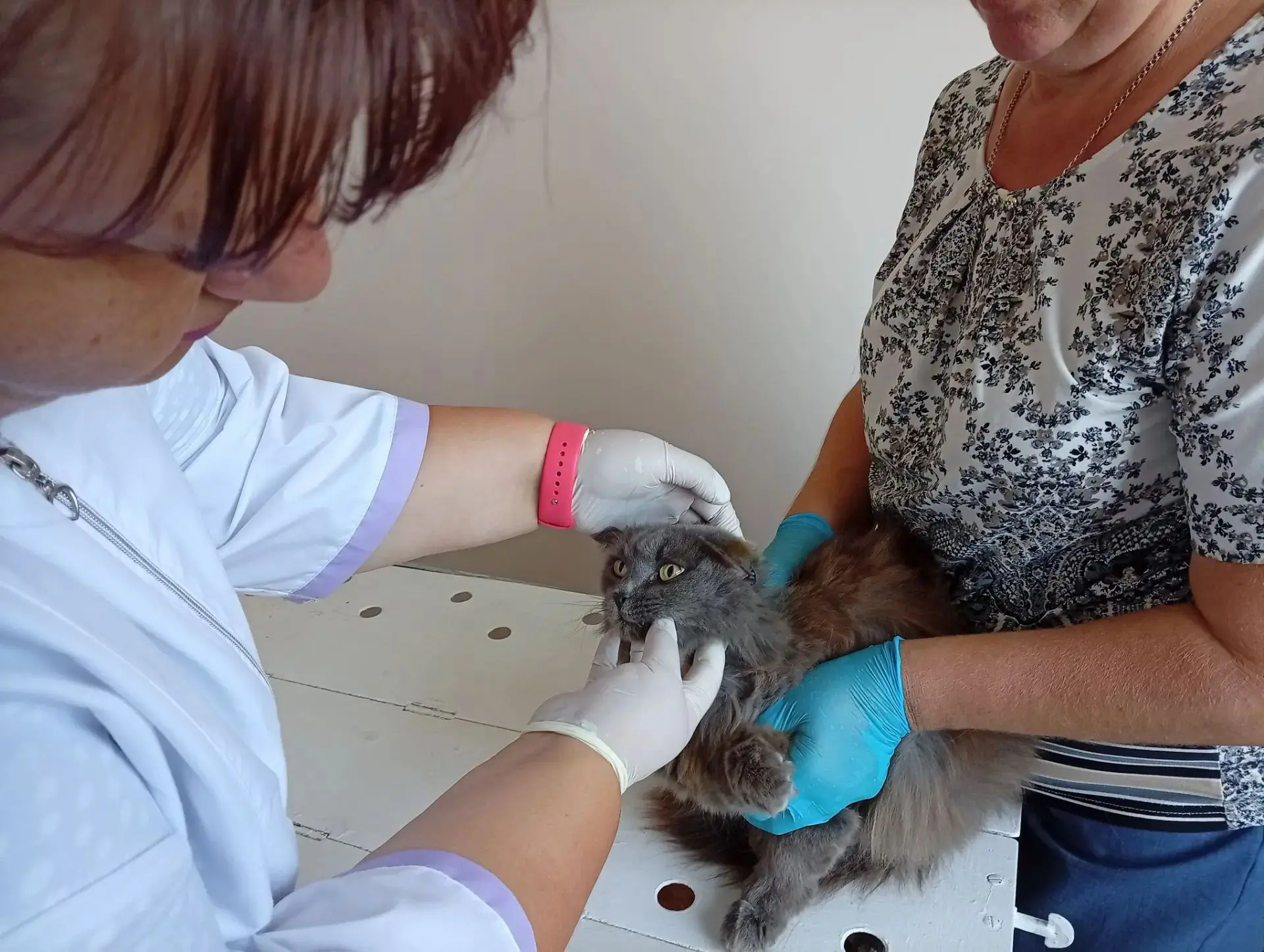 🐈‍⬛ В июле 2026 года в ОГУ «Екатериновская районная СББЖ» обратилась владелец серенько...