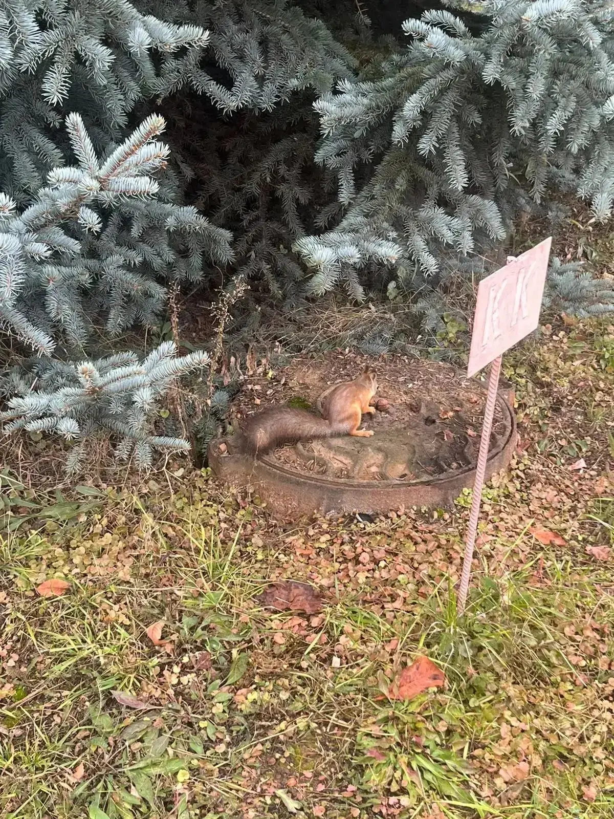 🐿 Рыжую красавицу заметили у больницы на улице Карбышева.
