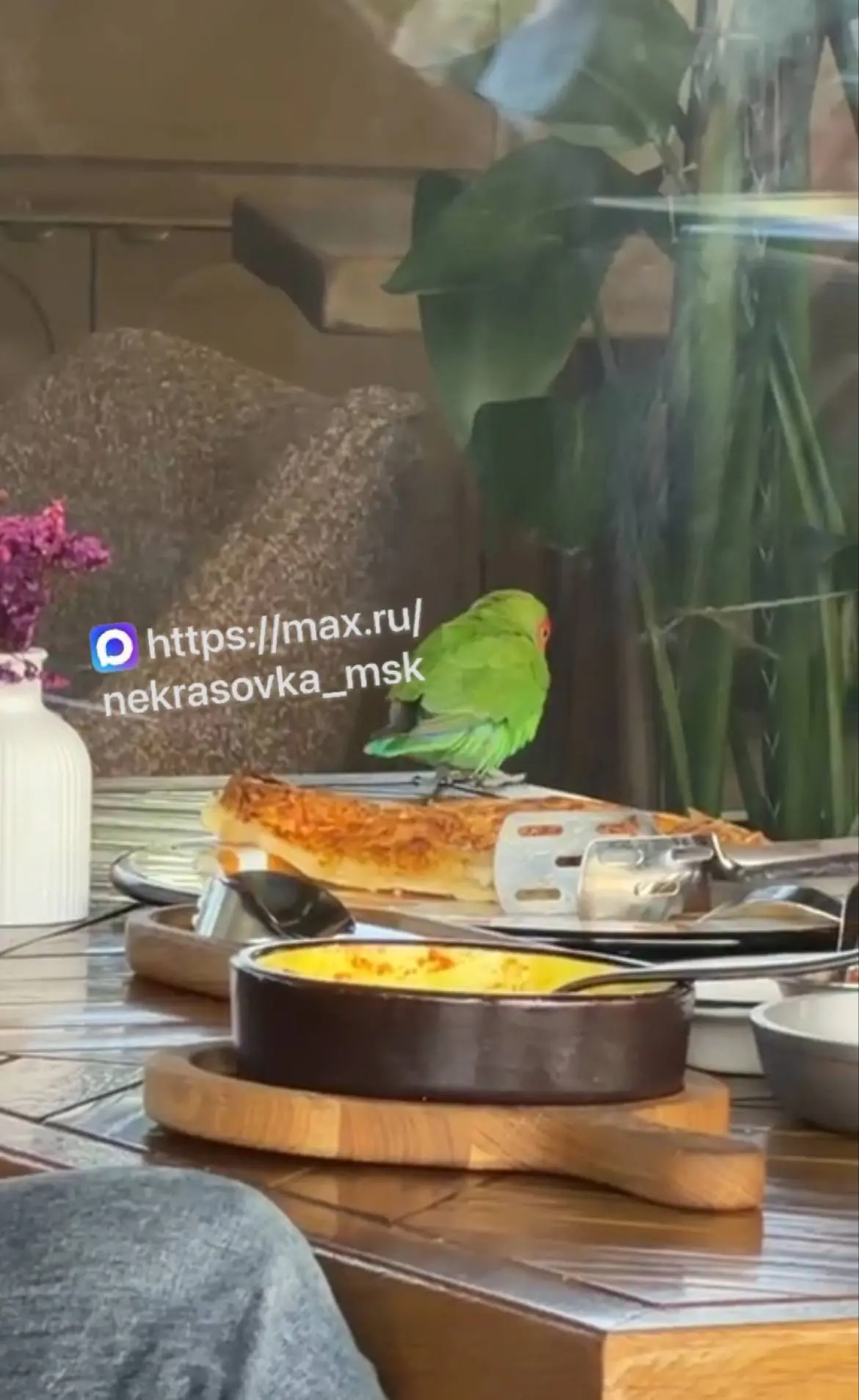 Добрый день.
В тц Краски прилетел попугайчик, скорее всего улетел у кого-то из близлежащих домов

По