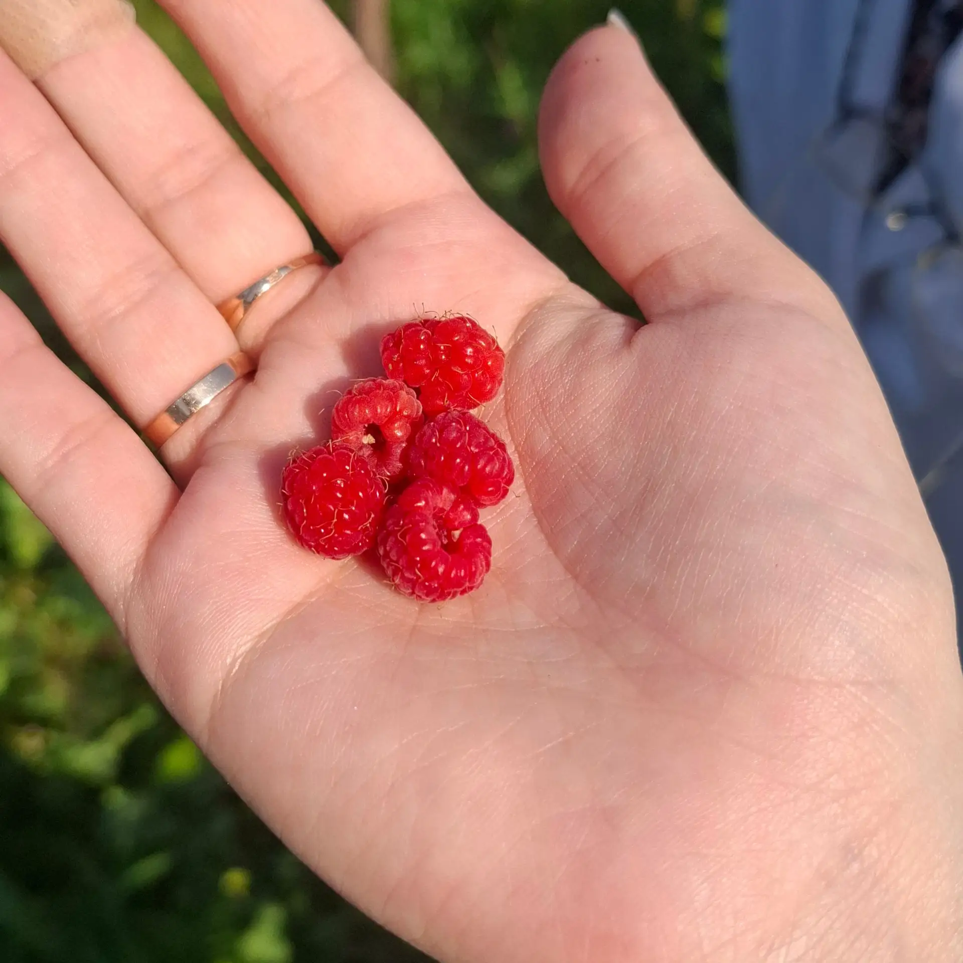 🍓 Наша малинка — просто чудо! 🍓