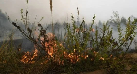 🔥 За сутки в Ростовской области потушили 20 пожаров