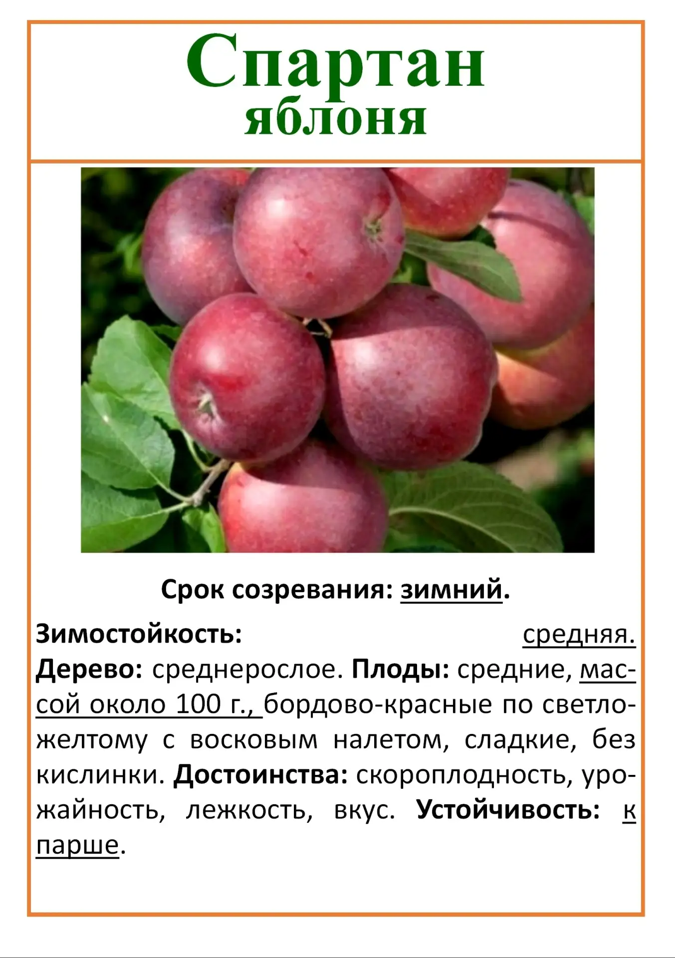 В наличии зимние сорта яблонь с ЗКС.