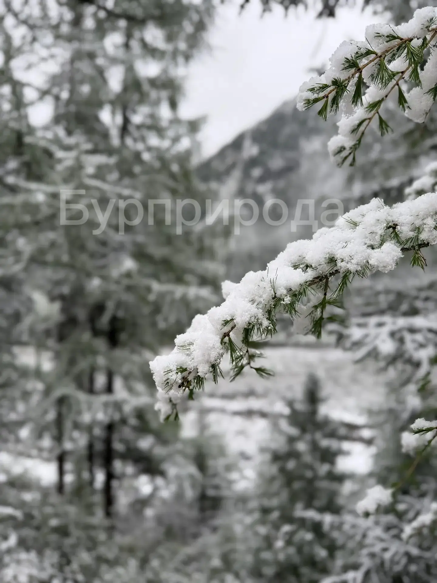 ❄️ 🏔️ Доброе снежное утро в особо охраняемой природной территории регионального значения природный 