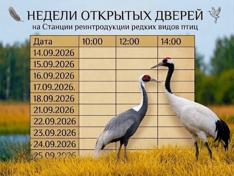 🌱 Познакомиться с журавлями можно будет на Станции реинтродукции