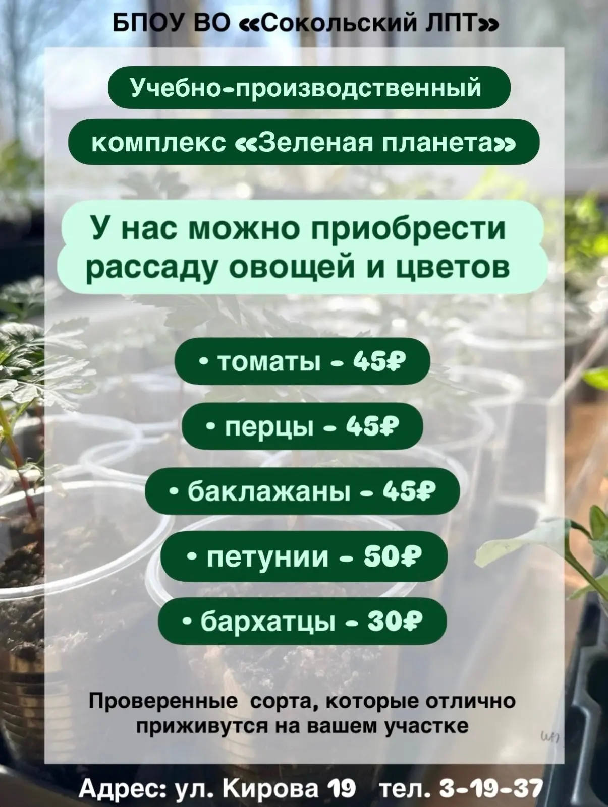 Приходите за рассадой по предварительной записи по тел: 8(81733)3-19-37