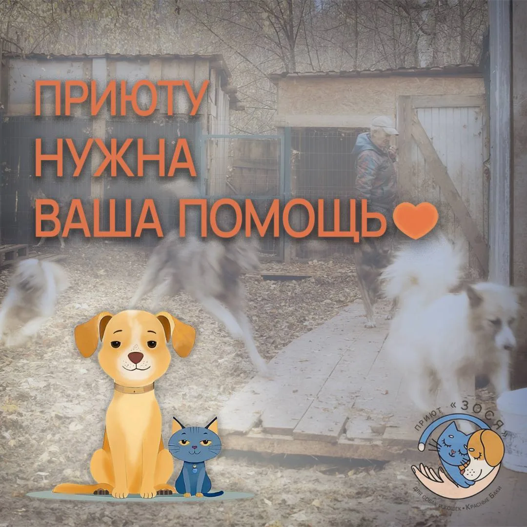 🧡 Друзья, нам снова нужна ваша помощь🙏

На прошлой неделе мы показывали вам серию про Рекса — как 