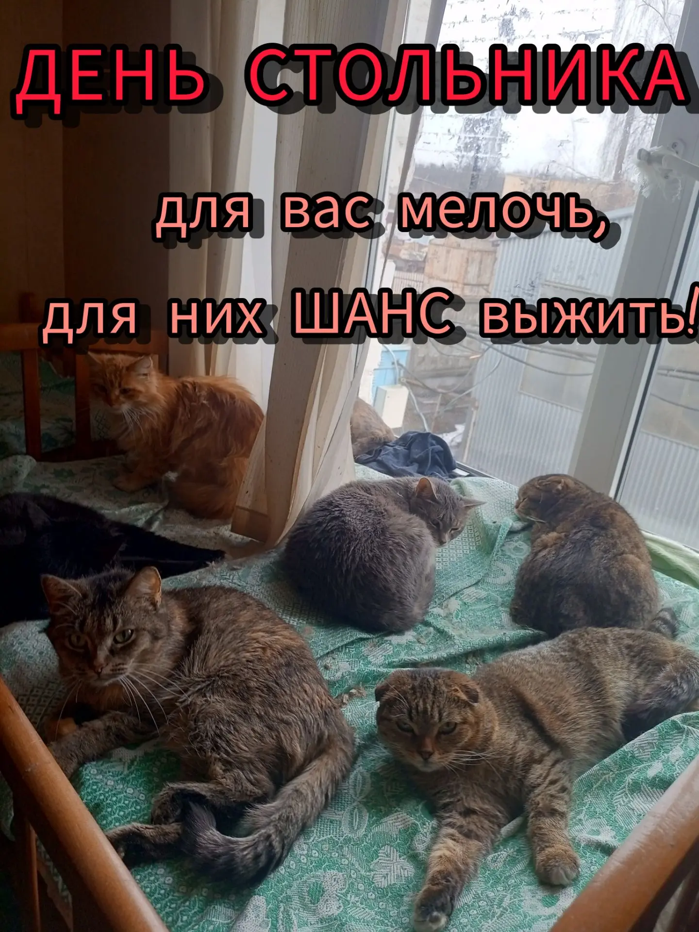 Они не умеют говорить, но умеют ждать... 🐾