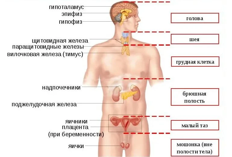 Эндокринная система. Что о ней надо знать, и почему она так важна?
