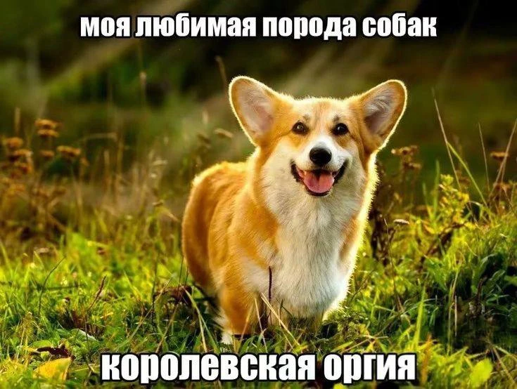 🐶Петербурженка через суд добилась выселения корги из квартиры, которую делит с бывшим ...