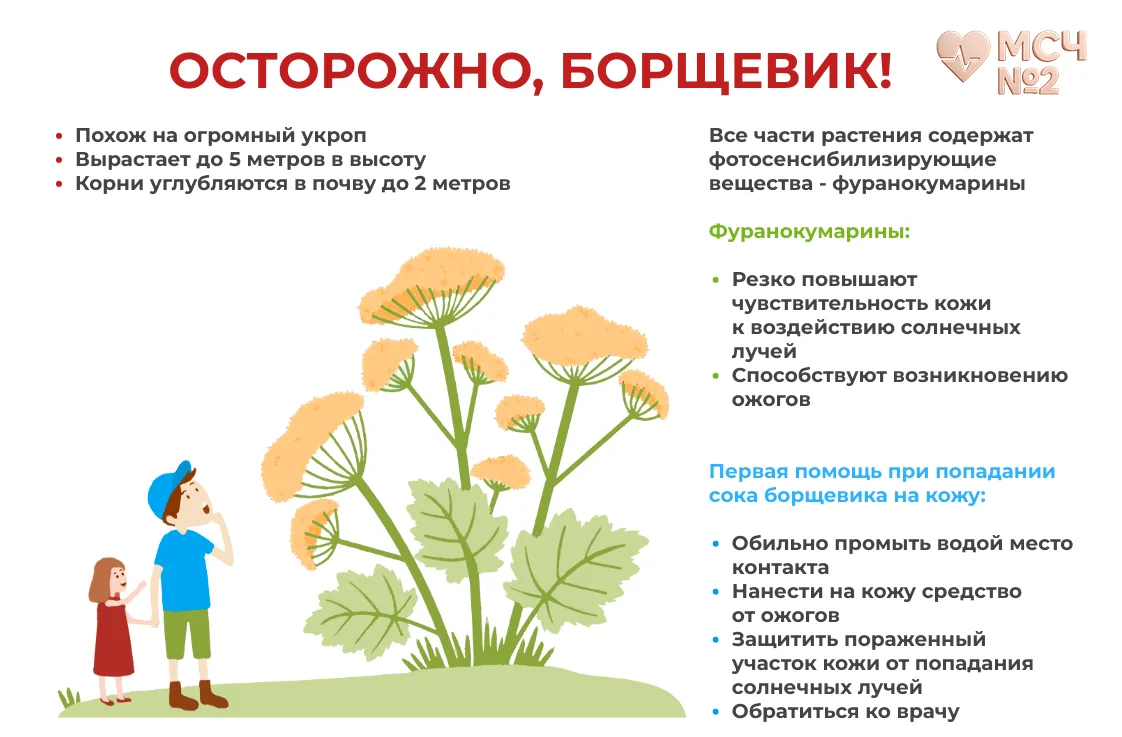 ПРОФИЛАКТИКА ОЖОГОВ БОРЩЕВИКОМ СОСНОВСКОГО
Борщевик Сосновского — это опасное инвазивное растение, с