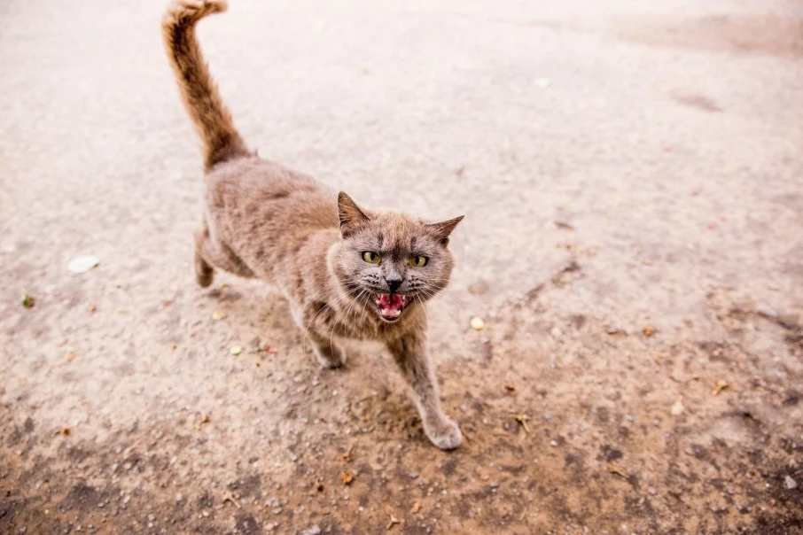 ⚠️🐈На территории д. Поляны Солецкого муниципального округа Новгородской области зареги...