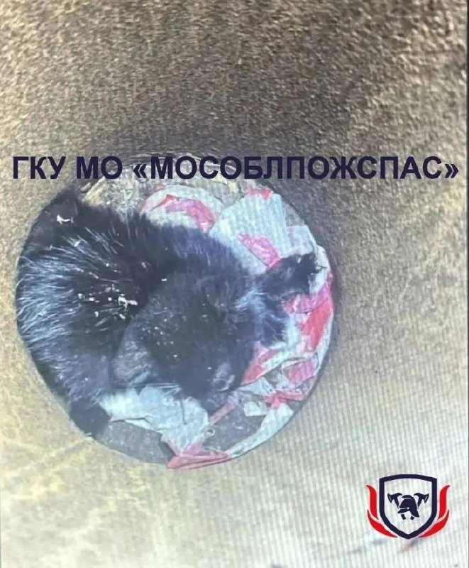 🐈‍⬛ Спасение котёнка в Подмосковье