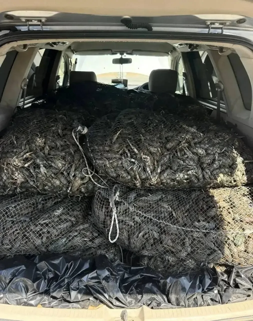 🦞 Полицейские нашли в машине 368 кг раков без документов