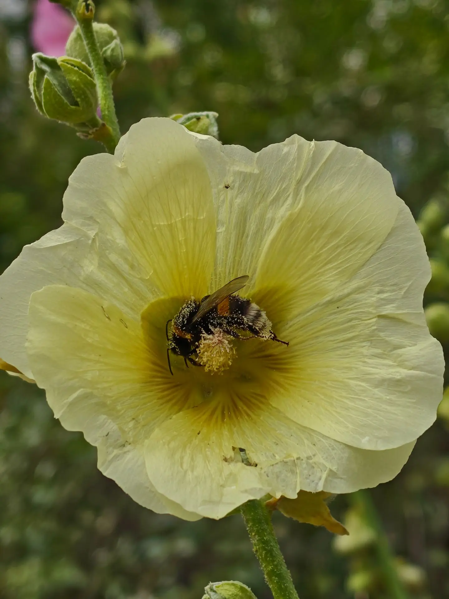 Ещё раз шмель 🐝🐝🐝
