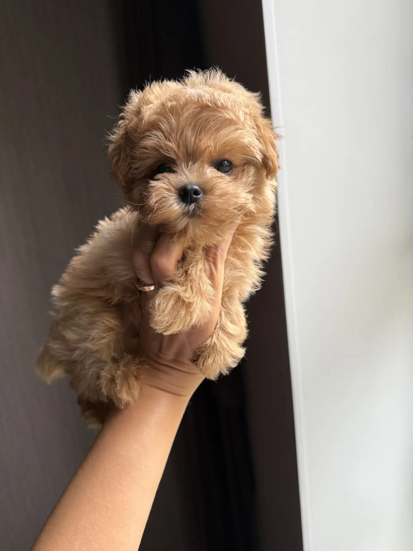 Новый житель Магадана 🐶.